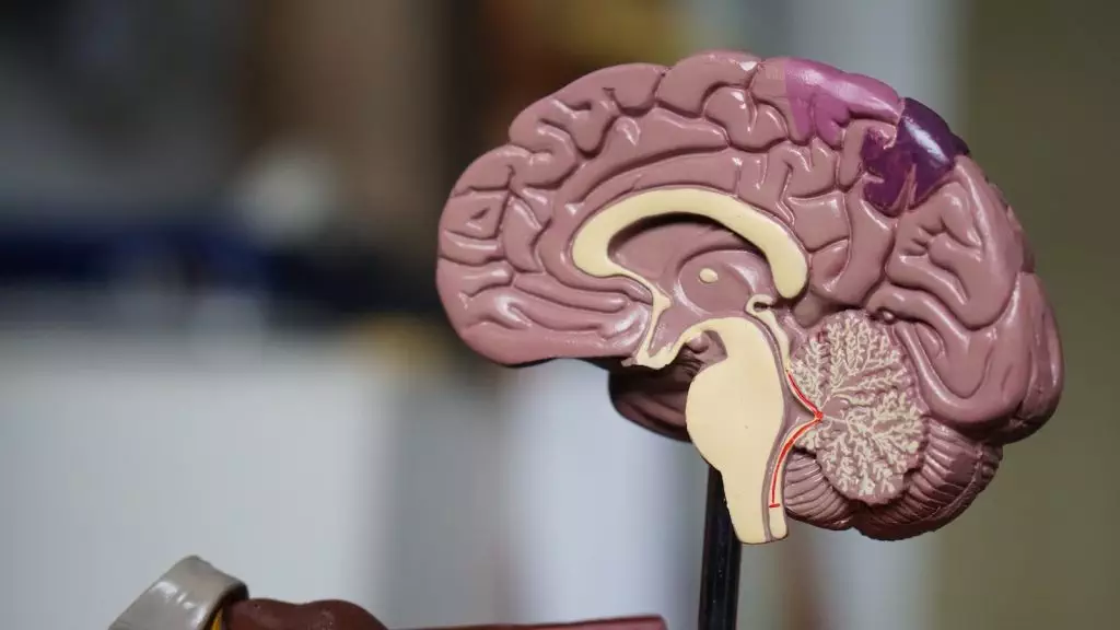 Ce este emisfera stângă a creierului?
