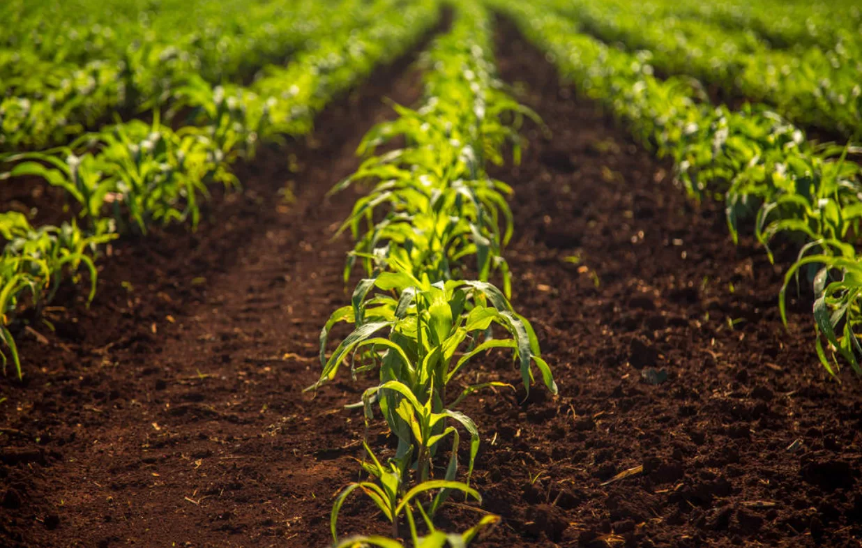 Inovații în irigarea culturilor agricole: Tehnologii moderne pentru o agricultură sustenabilă