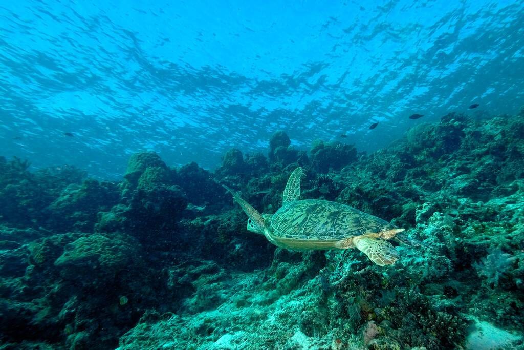 Salvăm oceanele: Cum poți contribui și tu 1 Salvăm oceanele: Cum poți contribui și tu