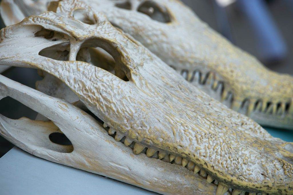 Poveștile uimitoare ale celor mai mari și mai puternici dinozauri din istorie 1 Poveștile uimitoare ale celor mai mari și mai puternici dinozauri din istorie